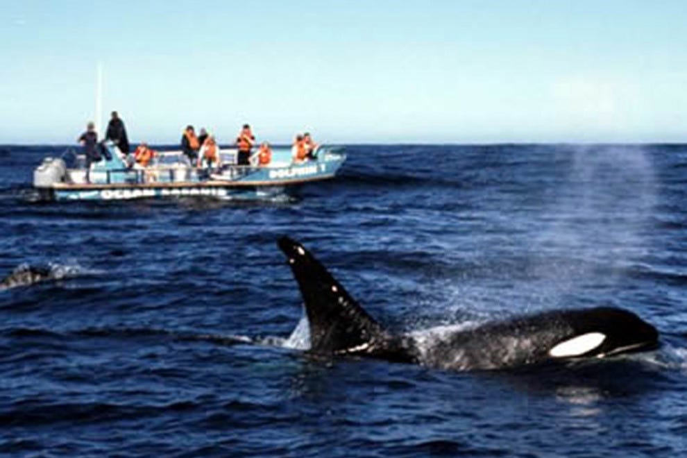 Whale Watching Santa Barbara Attractions Review 10Best Experts and Tourist