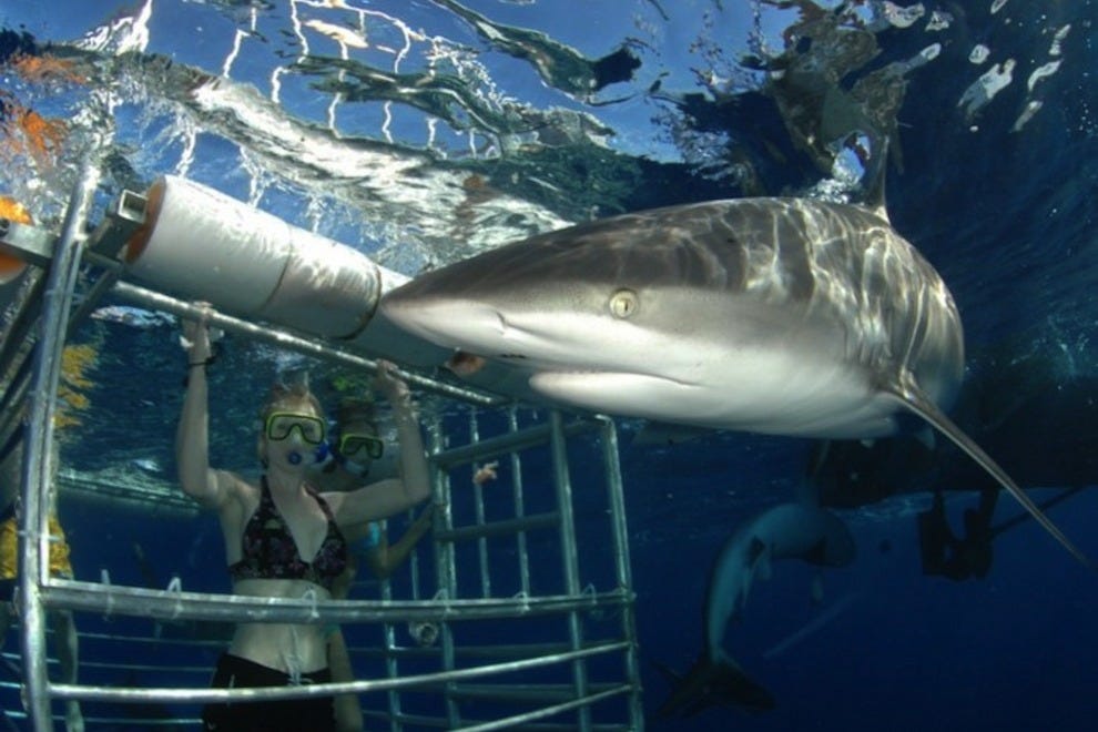 Hawaii Shark Encounters Honolulu Attractions Review 10Best Experts