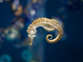 Ripley's Aquarium of the Smokies