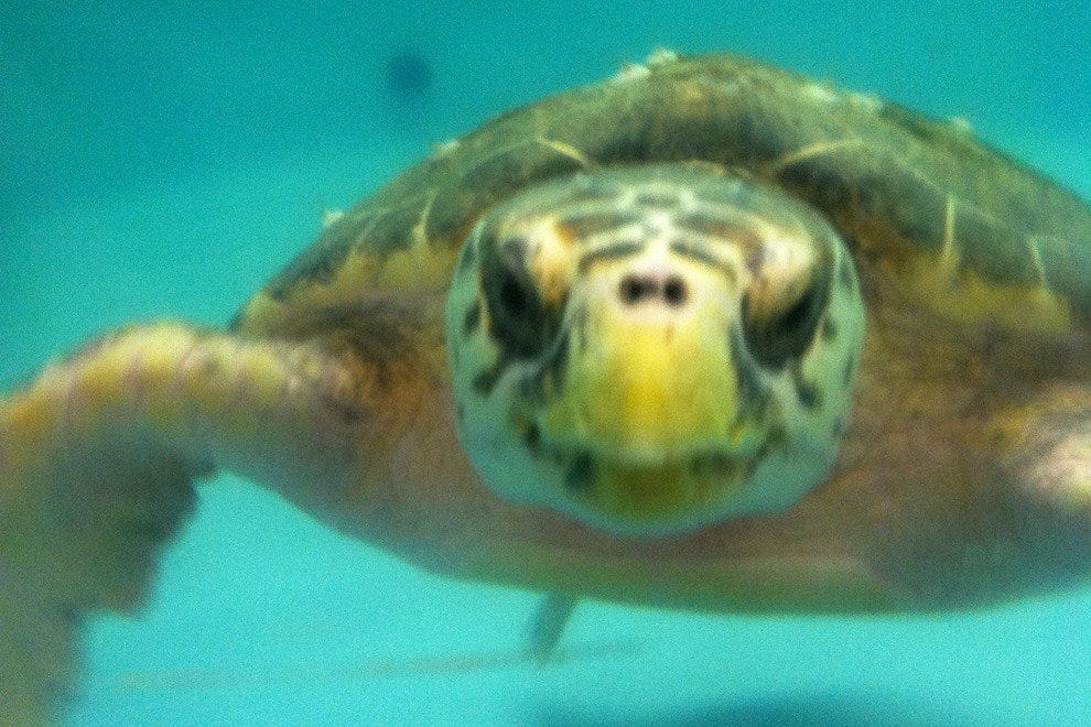 South Carolina Aquarium Charleston Attractions Review 10Best Experts