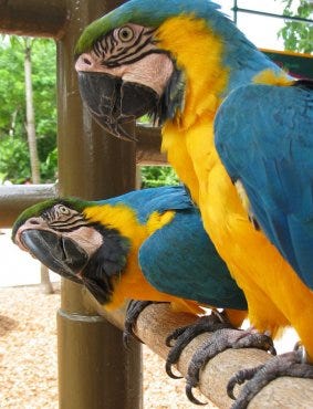 Blue and Gold Macaws.jpg