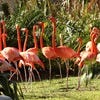Flamingo 2.JPG