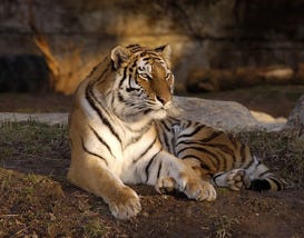 Saint Louis Zoo