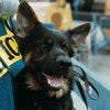 WTC K-9 Recovery Dog Image by &Acirc;&copy;Gary Marlon Suson at Ground Zero Museum Workshop in NYC.