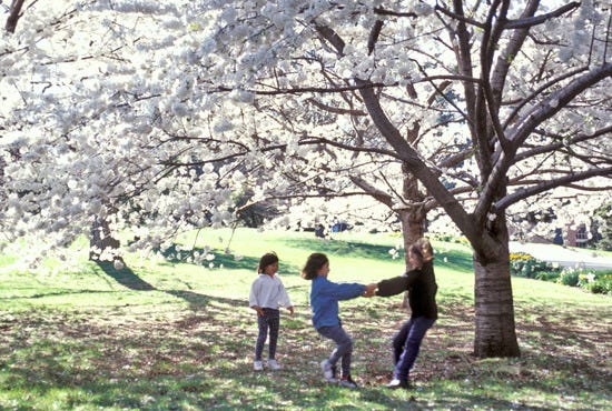 Children playing near the garden's flowering trees in spring.