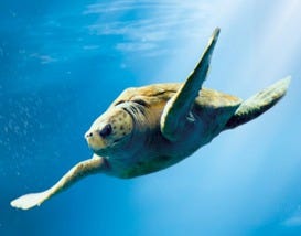 South Carolina Aquarium