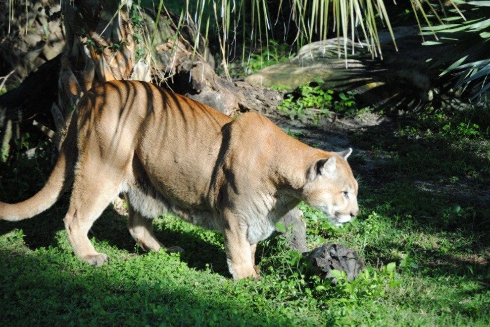 Flamingo Gardens: Fort Lauderdale Attractions Review - 10Best Experts