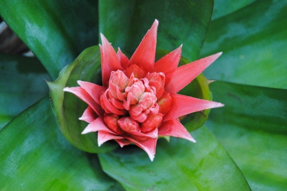 Flamingo Gardens: Fort Lauderdale Attractions Review - 10Best Experts