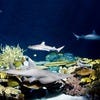 aquarium.jpg