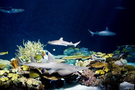 aquarium.jpg