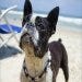 Doggy playtime on Corolla Beach