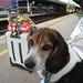 A patient pup sits at a Southampton, UK train station