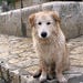This dog in the city is southern Italian