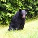 A black bear in a field.
