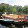 The swan boats at the Boston Public Garden are a popular attraction.