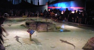Attractions
