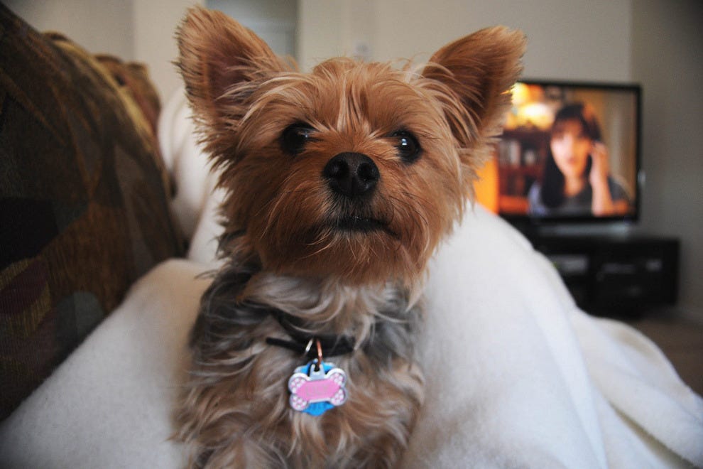 Las Vegas Pet Friendly Hotels In Nv Hotel Slideshow Pet Friendly Hotels In Las Vegas