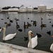 Swans pose in front of the Nymphenburg Palace