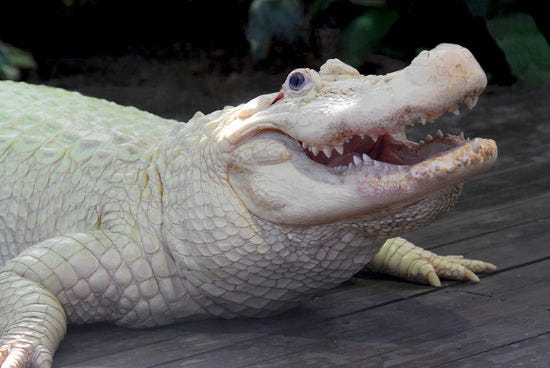 Gator.jpg