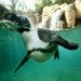 penguin-swimming.jpg