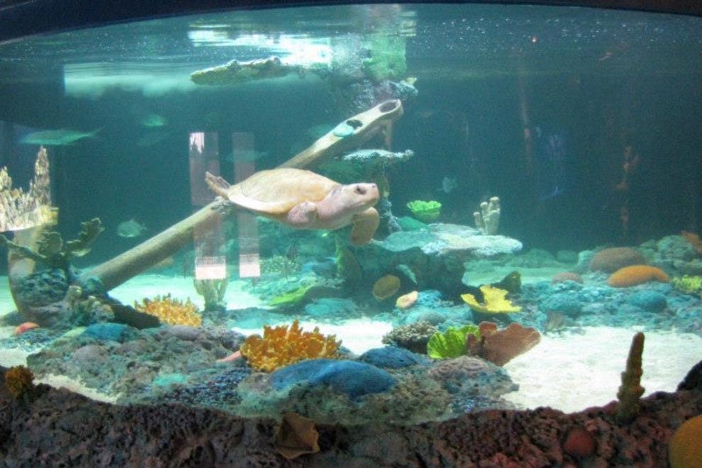 Freshwater Giants on Display at Phoenix's Wildlife World Zoo