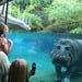 San Diego Zoo, Hippo Encounter.jpg
