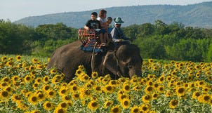 10Best Day Trip: Sunflower Heaven in Saraburi, a Divine Bangkok Escape