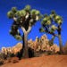 Joshua Trees, Joshua Tree National Park, &copy; Joanne DiBona.jpg