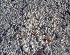 10 Best Reasons to Take the Kids to Sanibel Island