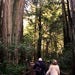 Muir Woods National Park