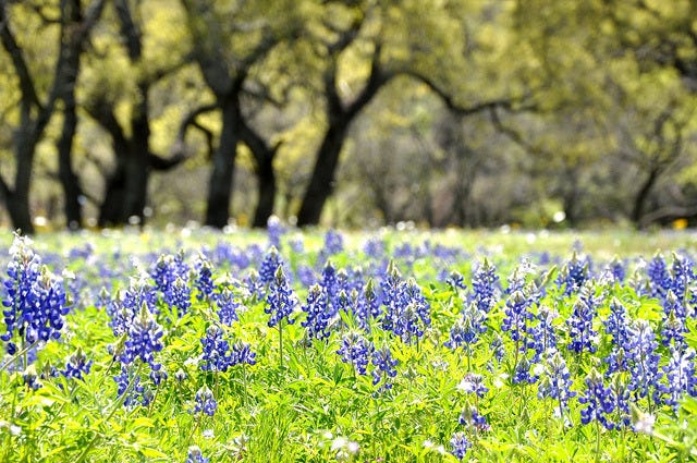 Bluebonnets in Texas