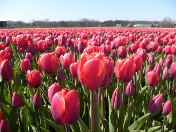 Tulips in the Netherlands