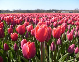 10Best: The World's Most Romantic Flower Fields