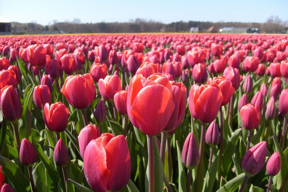 10Best The World's Most Romantic Flower Fields Romance Photo Gallery by