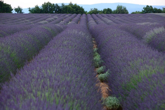 Lavender in Provence, France
