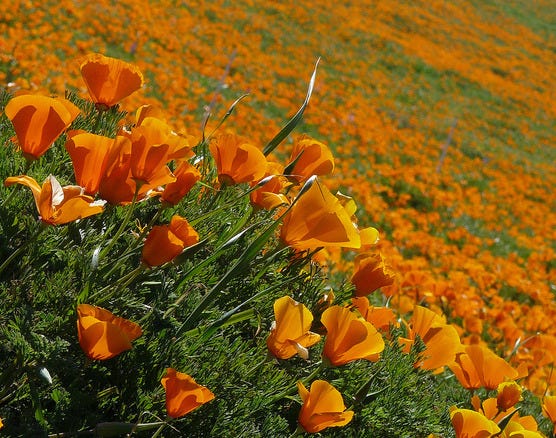 Poppies of the California Mojave Desert