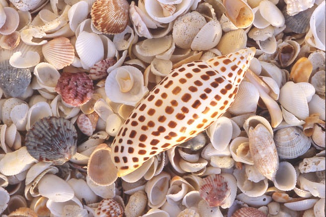 Sanibel Sea Shells
