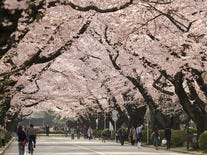 Cherry Blossom Tunnel in Tokyo, Japan