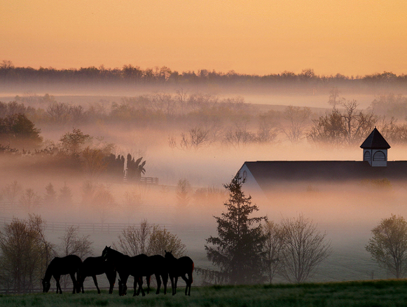 A Rich Equine Heritage