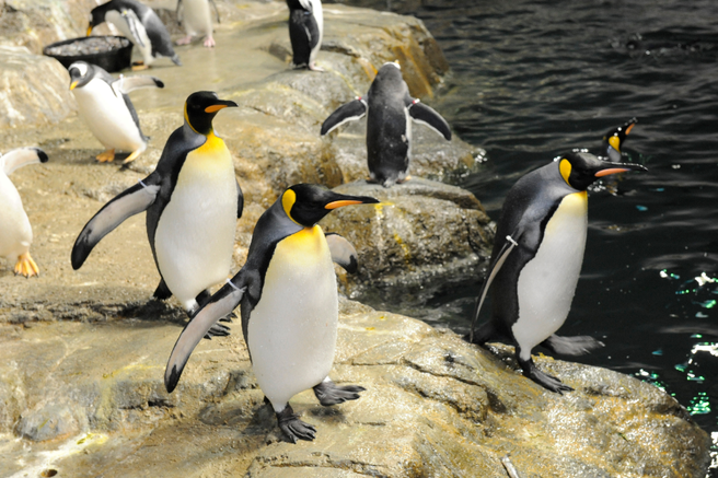 Central Park Zoo in NYC