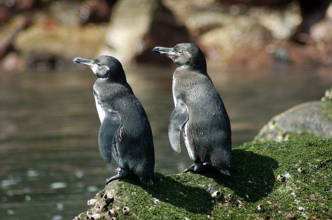 Galapagos Islands, Ecuador
