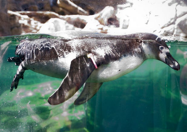 Woodland Park Zoo in Seattle, WA