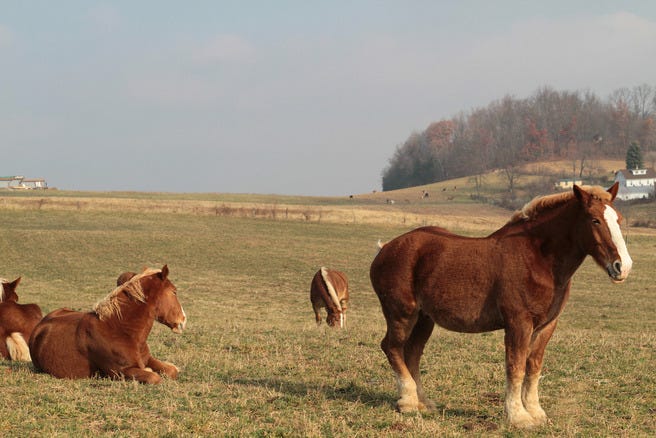 The Amish Lifestyle
