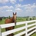 A Journey Through Bluegrass Country
