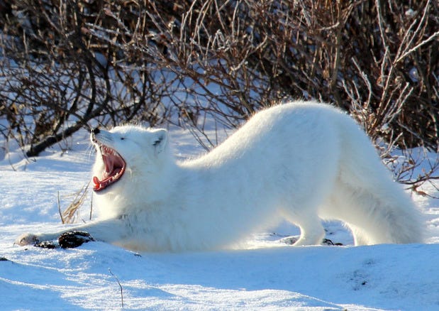 Arctic Fox