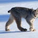 Canada Lynx