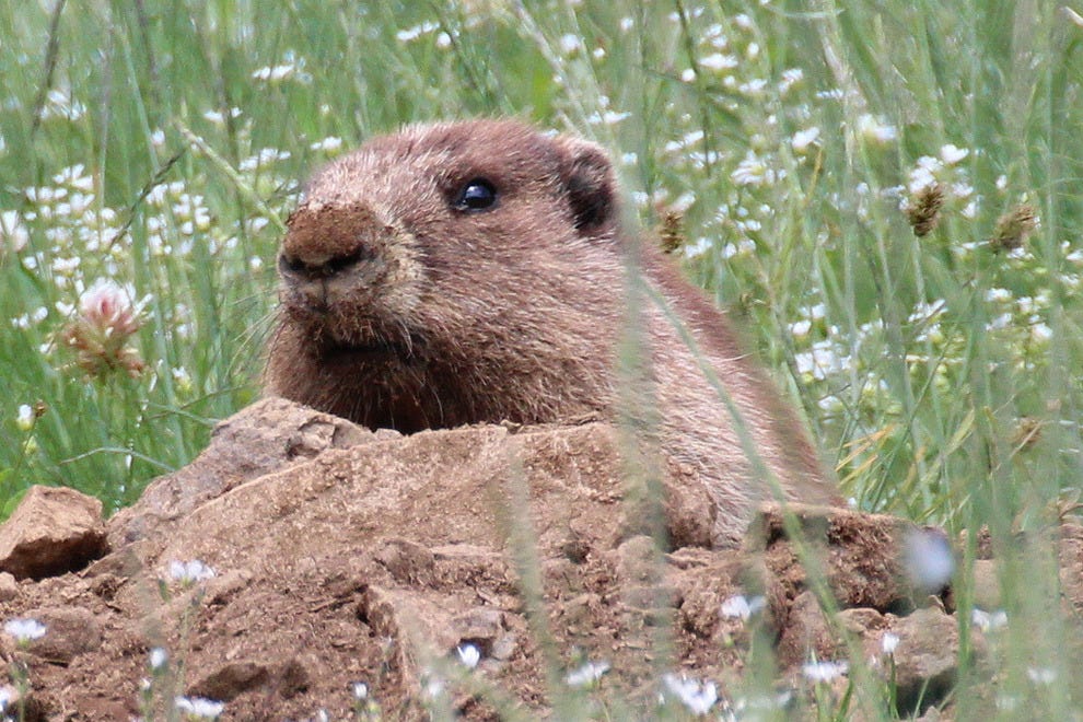 10 Incredible Animals That Live in US National Parks Features Photo