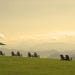 Great Smoky Mountains: The Swag