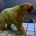 Polar Bear in the Ted Stevens Anchorage International Airport