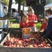 2. Picking Apples in Pennsylvania's Fruit Belt